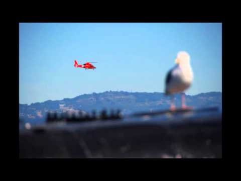 Sound Team — Sound Team - Orange Bird
