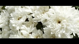 Liudmila Zhiltsova - Margaritki