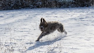 Train Your Wirehaired Pointing Griffon: Key Considerations