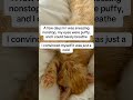 #cat mom #cat #catshorts #cats #catsofusa #catlovers #catlove #cathealth #catparent #cathealthtips