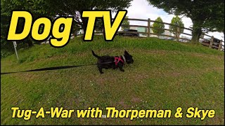 Dog Tv With Thorpeman Skye - Tug-A-War