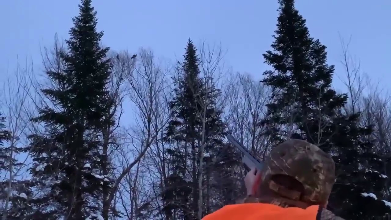 Récolte d’une perdrix au vol, fusil calibre 12 semi automatique - YouTube