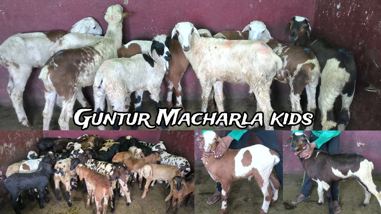 premium Quality multiple colour sheep YouTube