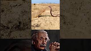 Einstein Logic 🤯 | Snake vs Mongoose Fight Explained by Physics 😳 #Shorts#sigma #sciencefacts