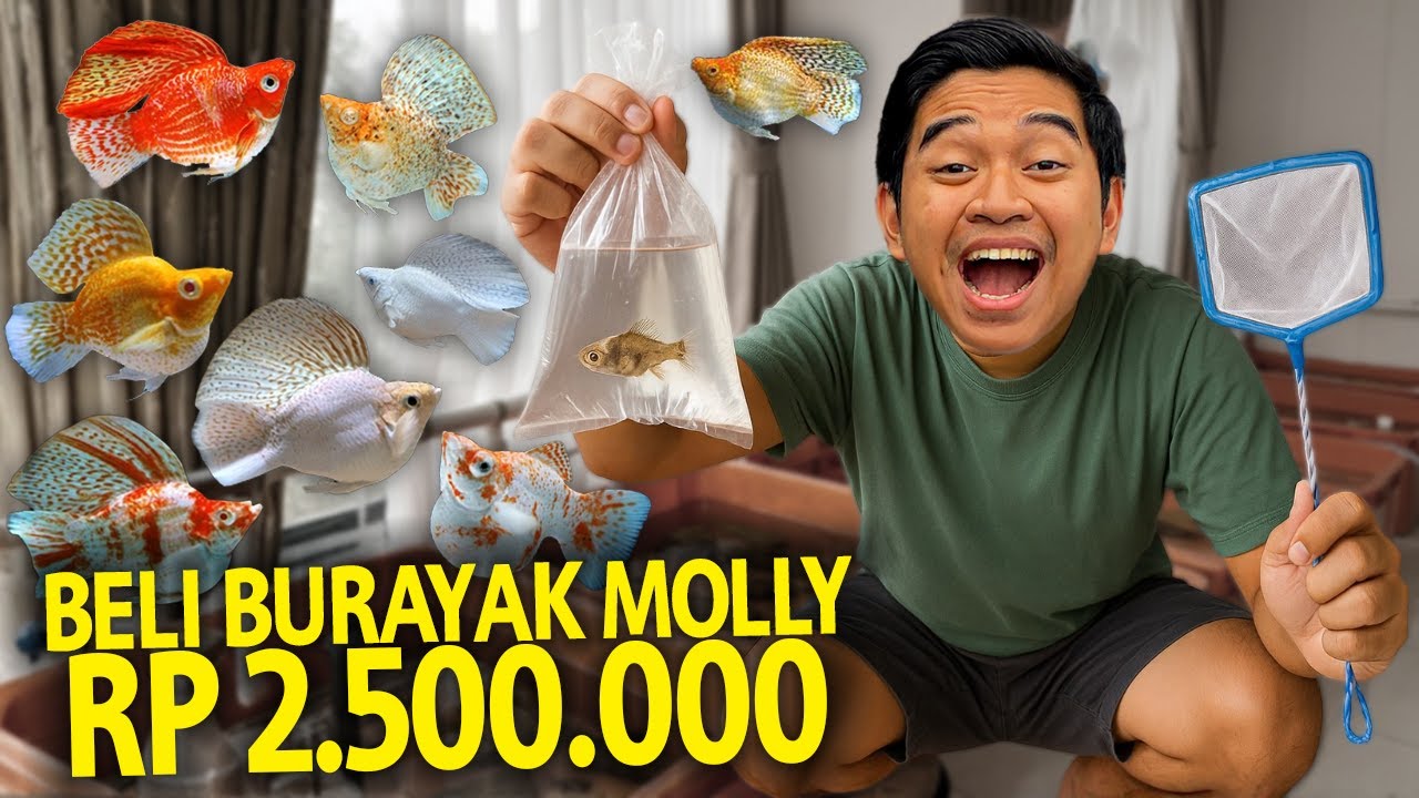 BELI BURAYAK IKAN MOLLY PREMIUM RP 2.500.000! KITA BAWA PULANG DAN BESARKAN DI AQUASCAPEKU!