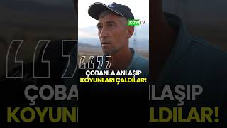Çobanla Anlaşıp Koyunları Çaldılar Ilık Öy Im