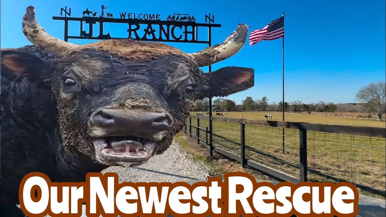 Bull Rescue Robot Rescue Bull Arrives! - YouTube