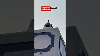 (रामचिरैया) KingfisherBird's call #kingfisher#birds #birdwatching#nature #videography #birdspotting