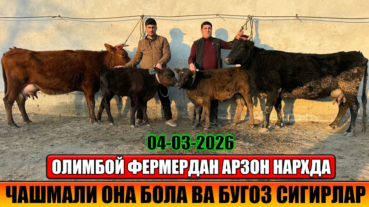 СУТДОР ОНА БОЛА ВА БУГОЗ СИГИРЛАР 04-03-2026