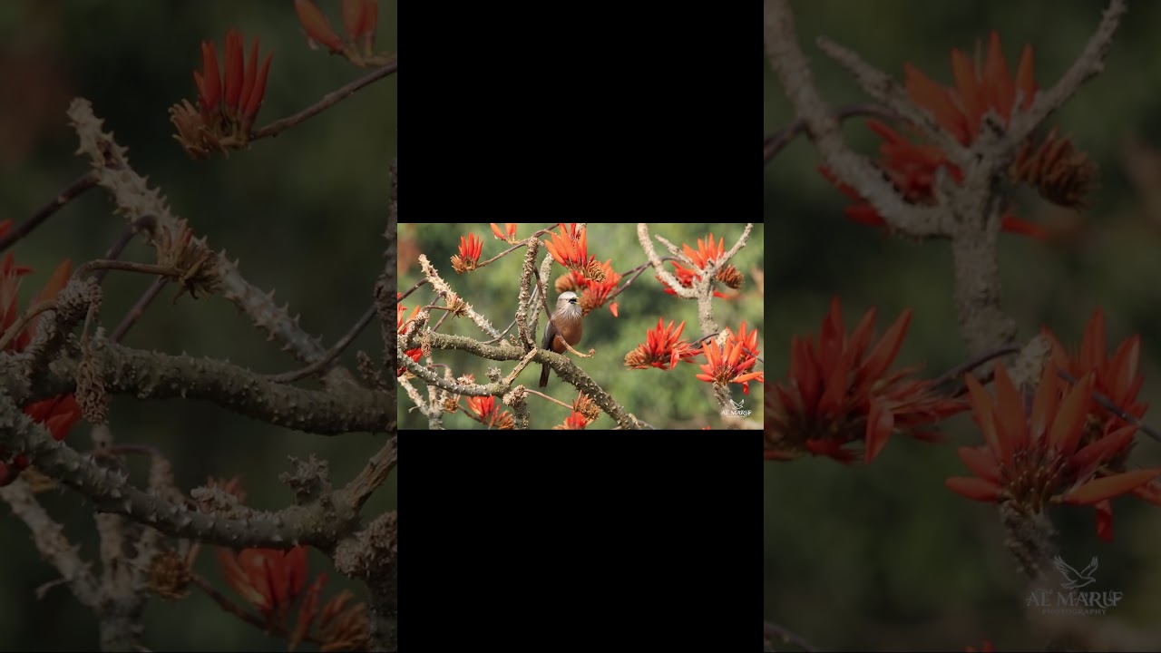 Chestnut tailed Starling