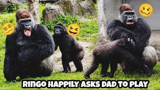 Playful Ringo keeps bothering dad — D'jeeco is not amused 😂林戈一直想找爸爸玩,迪亞哥有點不耐煩