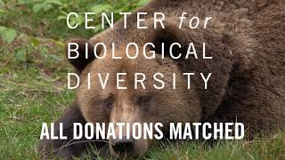 We Just Sued to Protect Alaska's Bears