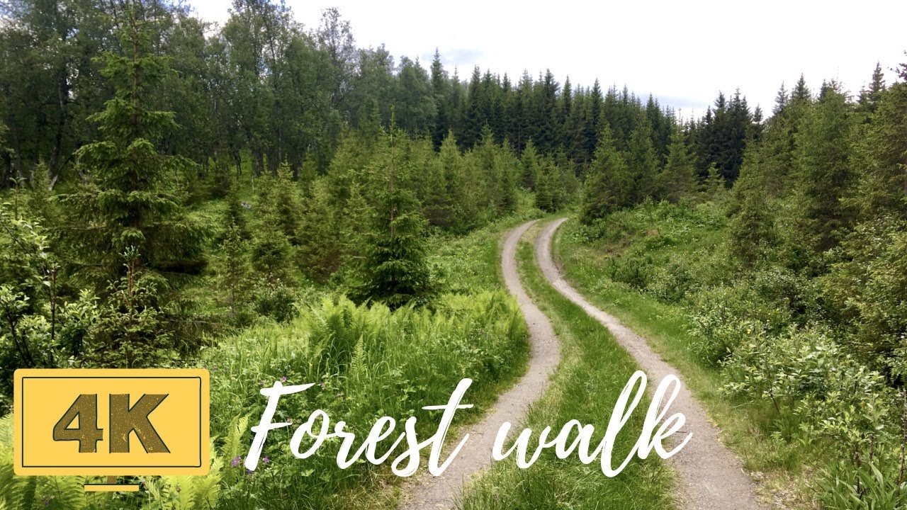 40 min walk in peaceful forest - walking sounds, bird songs - virtual nature tour