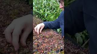 Sedum green roof Spring moss removal tips and maintenance