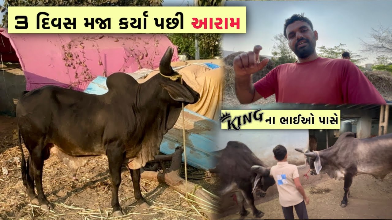 ICS માં 3 દિવસ મોજ કરી હવે “આરામ” ફરમાવ્યો👑 | King નાં ભાઈઓ પાસે પહોંચ્યા 🥰