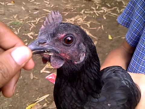 Ayam Cemani X Domestic Chicken - YouTube