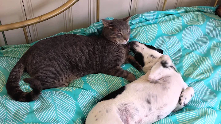 Milo revels in Tony Romo'sreturn