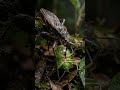 “The Insect That Melts Its Victims Alive…”