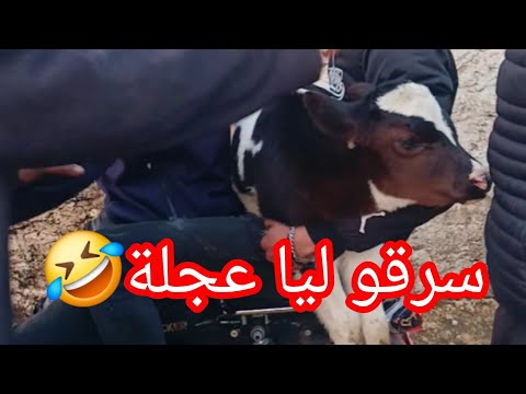 ديمك وصحابو سرقو ليا عجيلة