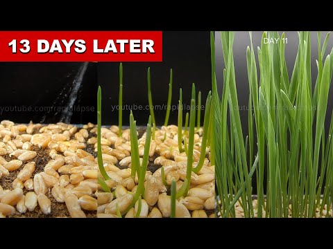 Video: Jak pěstovat čočku: 12 kroků (s obrázky)