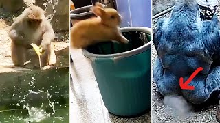 We All Suck At Life  Cute Animal Fails