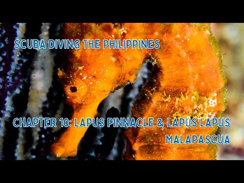 Scuba Diving The Philippines - Lapus Pinnacle & Lapus Lapus #malapascua #lapuspinnacle #lapuslapus