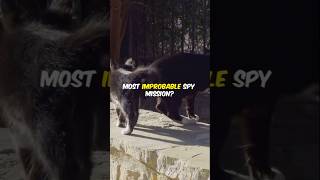 The Bizarre Cia Cat Spy Mission