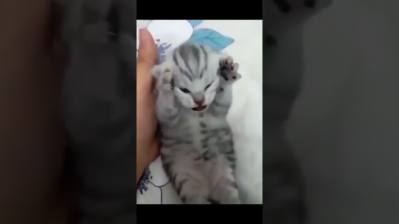 MORGANA MID! - Wild Rift Season 12! 