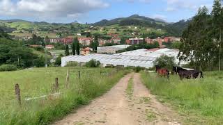 Yeguas Asturias Yeguas Hispano bretonas Cheval bretón 2021