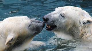 プールでじゃれ合う クルミとツヨシ (釧路市動物園 ホッキョクグマ)