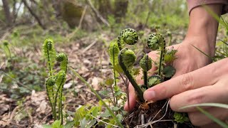 山菜採り　コゴミが一気に伸びてきた