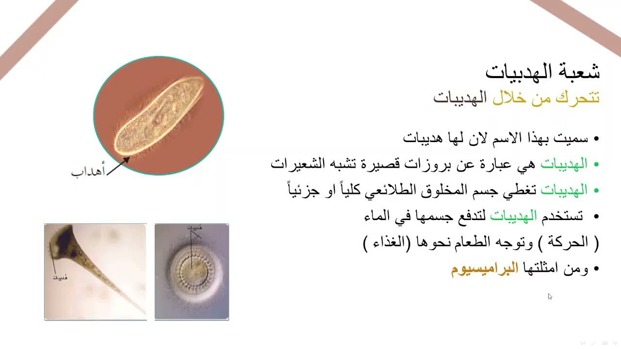 تنوع الطلائعيات - جزء 1 (الاوليات)