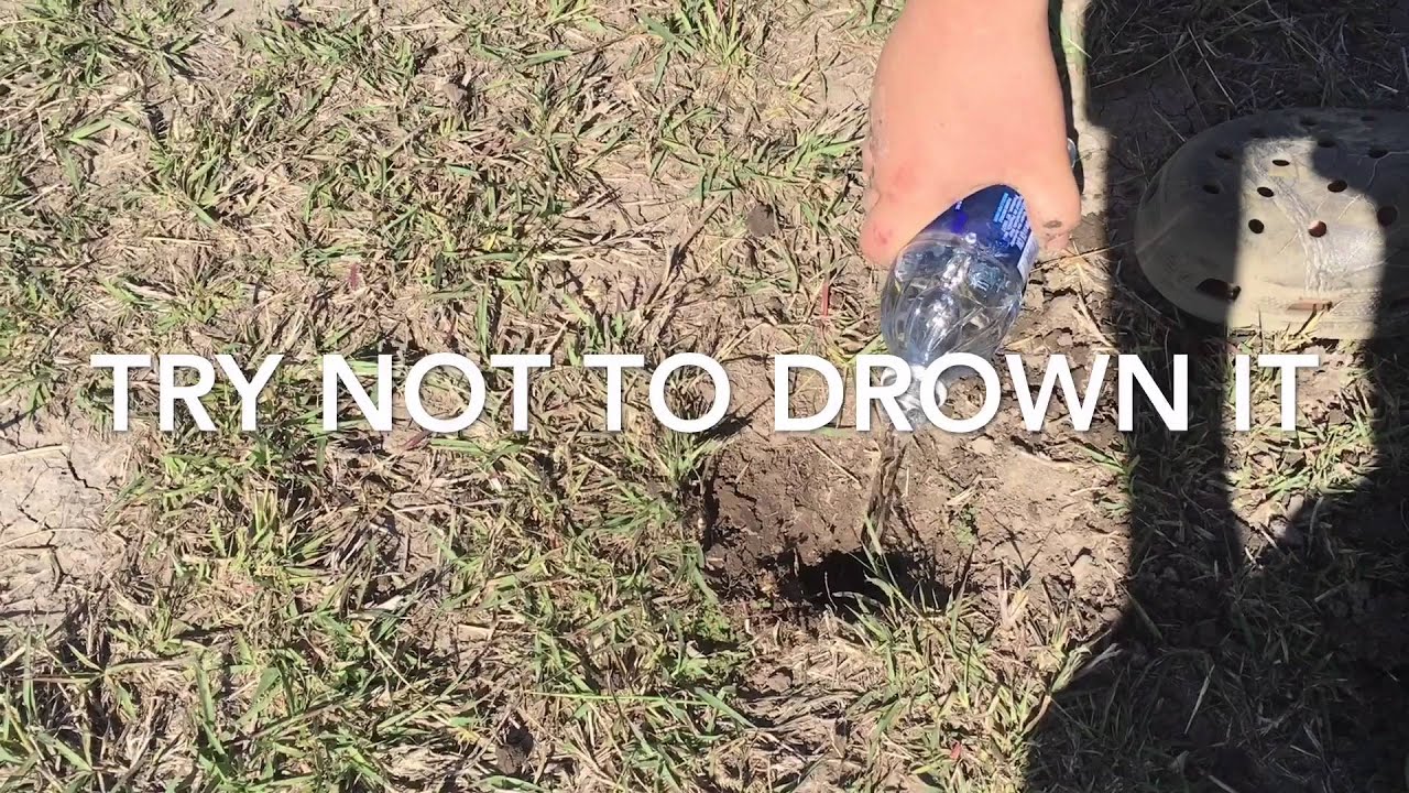 How To Find/catch Tarantulas