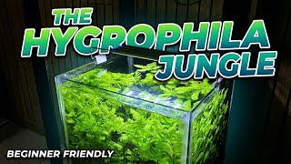 The Hygrophila Jungle- Nano Tank Setup