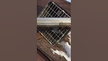 Red Squirrel trapping in Delaware, Ohio