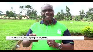 National Agricultural Research Organisation signs deal with Kyabazinga by NTVUganda 169 views 1 day ago 3 minutes, 4 seconds