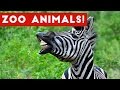 The Funniest Zoo Animals Home Video Bloopers of 2017 Weekly Compilation   Funny Pet Videos