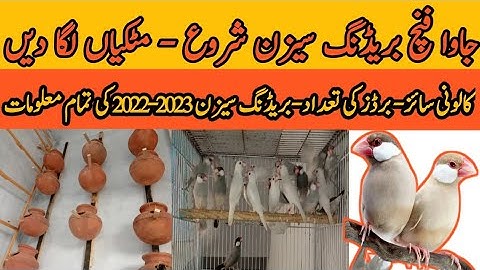 Java Breeding Season 2022-2023 Started | Java Breeding Tips | Java Care | Mini Zoo