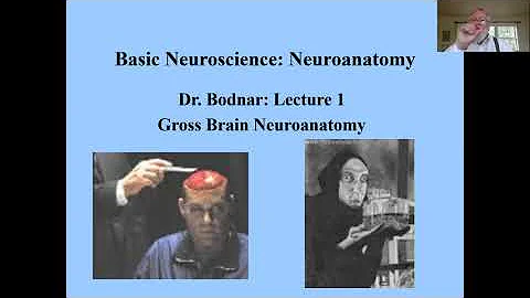 Bodnar, Systems Neuroscience, Lecture 1 (1st Half)