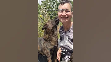 Bientôt Des Chiots Kai Ken Avec Ransu Et Kiriko Kai Kaiken Chien Shiba Shikoku Animaux 