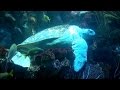 Turtles, sharks, sting rays, and fish in the large main tank at the New England Aquarium in Boston