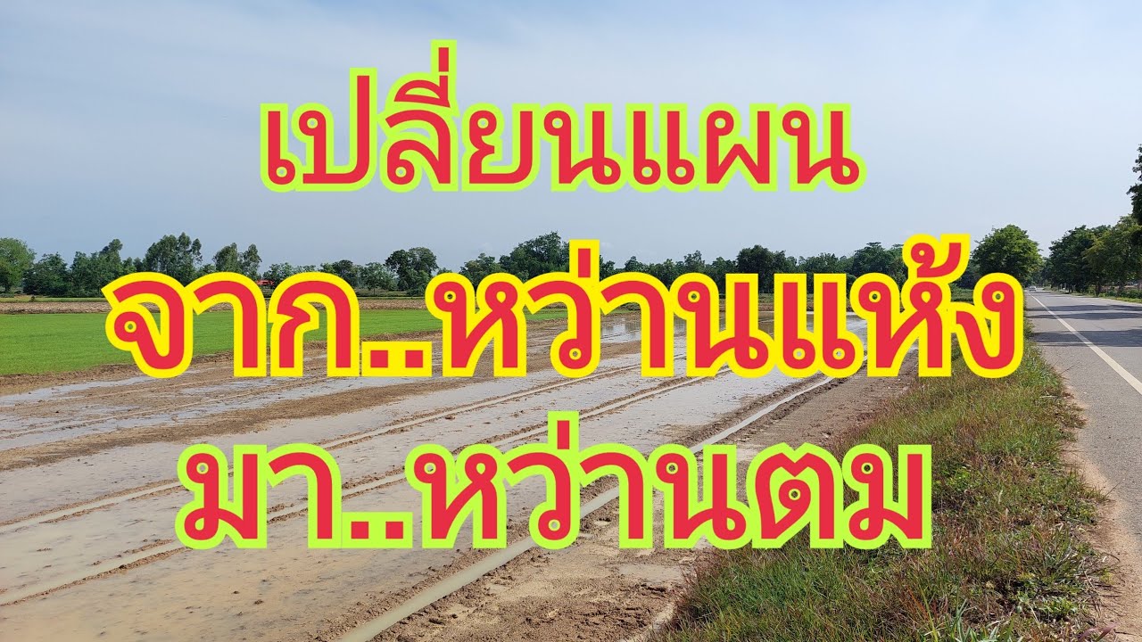 เปลี่ยนแผน  จาก..หว่านแห้ง  มา..หว่านตม