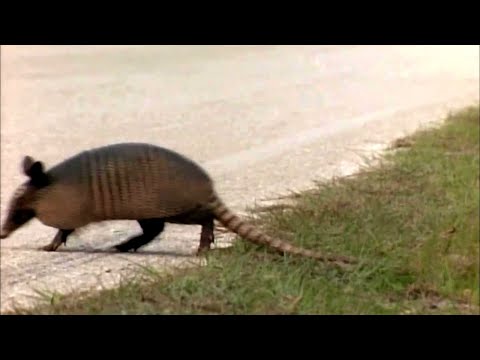 Nine-Banded Armadillo: Rattler-Proof Armor and America's Fastest Mammal Migration