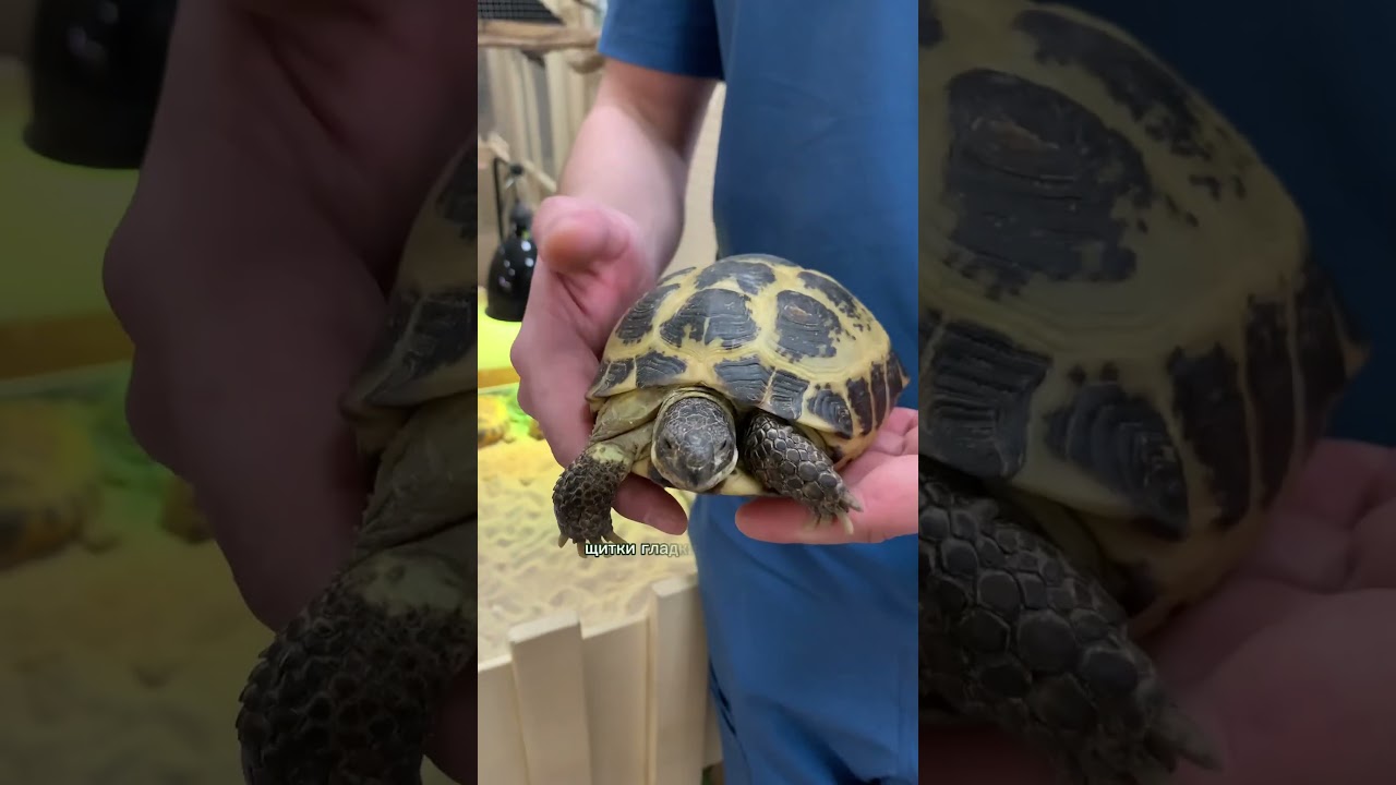 Ветеринарный врач зоопарка «Страна ЕНОТиЯ» Григорий про панцирь среднеазиатской черепахи