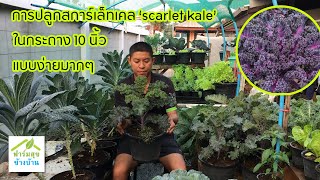 การปลูกสการ์เล็ทเคล(scarlet kale)ในกระถาง 10 นิ้ว /ฟาร์มสุขข้างบ้าน