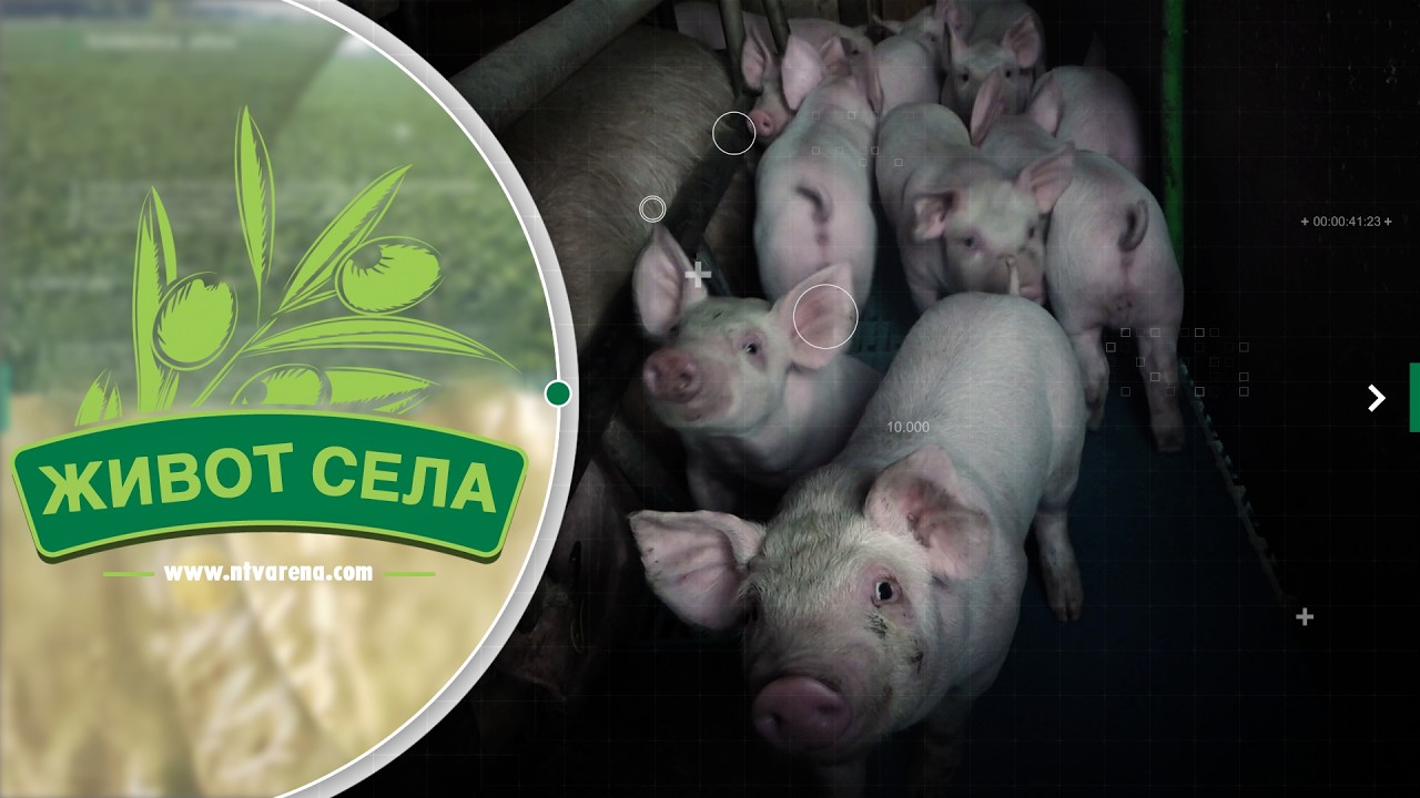 Farme svinja sa lošom računicom dočekale februar i uobičajeno vrijeme niske potražnje