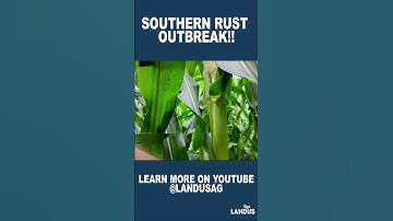 🌽 Farmers, Watch This Before It’s Too Late 👀 #SouthernRust #FungicideTiming  #CropDisease #FarmTok