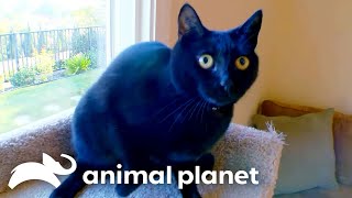 Terrifying Black Cat vs Jackson Galaxy | My Cat From Hell | Animal Planet