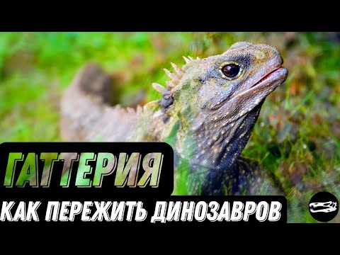 ГАТТЕРИЯ | Ящерица пережившая динозавров [ПЛАНЕТА ЖИВОТНЫХ] #3