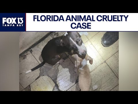 Florida mother, son arrested after 8 malnourished dogs rescued